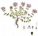 Breckland Thyme - Thymus serpyllum L.