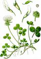 Weiß-Klee - Trifolium repens L.