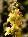 Moth Mullein - Verbascum blattaria L.