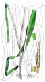 Eelgrass - Zostera marina L.