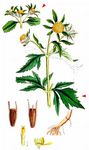 Dreiteiliger Zweizahn - Bidens tripartitus L. 