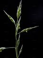 Rye Brome - Bromus secalinus L.
