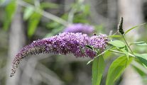 Butterfly-Bush - Buddleja davidii Franch.