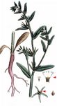 Acker-Steinsame - Buglossoides arvensis (L.) I. M. Johnst. 