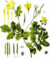 Gewöhnliches Schöllkraut - Chelidonium majus L.