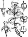 Dwarf Cornel - Cornus suecica L.