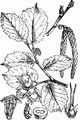 Hazel - Corylus avellana L.