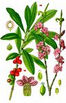 Gewöhnlicher Seidelbast - Daphne mezereum L. 