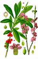Mezereon - Daphne mezereum L.