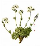 Filziges Felsenblümchen - Draba tomentosa Clairv. 