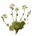 Downy Whitlowgrass - Draba tomentosa Clairv.