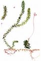 Canadian Waterweed - Elodea canadensis Michx.