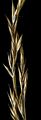 Amethyst-Schwingel - Festuca amethystina L.