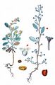 Pedunculate Sea-Purslane - Halimione pedunculata (L.) Aellen