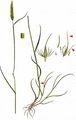 Meadow Barley - Hordeum secalinum Schreb.
