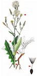 Kompaß-Lattich - Lactuca serriola L. 