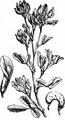 Sickle Medick - Medicago falcata L.