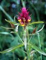 Field Cow-Wheat - Melampyrum arvense L.