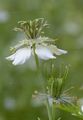 Nigella - Nigella arvensis L.