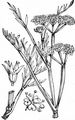 Tubular Water-Dropwort - Oenanthe fistulosa L.