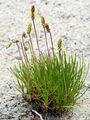 Strand-Wegerich - Plantago maritima L.