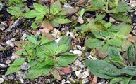 Mittel-Wegerich - Plantago media L.