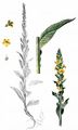 Kleinblütige Königskerze - Verbascum thapsus L.