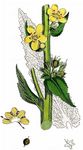 Ruten-Königskerze - Verbascum virgatum Stokes 