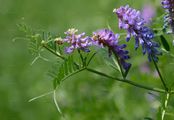 Smooth Tare - Vicia tetrasperma (L.) Schreb.
