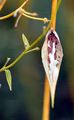 White Swallow-Wort - Vincetoxicum hirundinaria Medik.