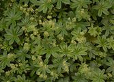 Hoppes Frauenmantel - Alchemilla hoppeana (Rchb.) Dalla Torre