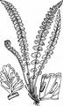 Grüner Streifenfarn - Asplenium viride Huds.