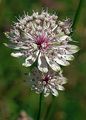 Große Sterndolde - Astrantia major L.