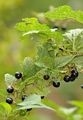 Schwarze Tollkirsche - Atropa bella-donna L.