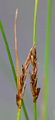 Flat-Sedge - Blysmus compressus (L.) Link