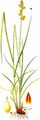 Spiked Sedge - Carex spicata Huds. 