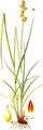 Spiked Sedge - Carex spicata Huds.