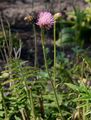 Knollige Kratzdistel - Cirsium tuberosum (L.) All.