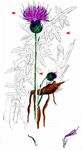 Knollige Kratzdistel - Cirsium tuberosum (L.) All. 