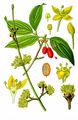 Cornelian-Cherry - Cornus mas L.