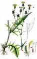 Bristly Hawk's-Beard - Crepis setosa Haller f.