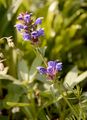 Northern Dragonhead - Dracocephalum ruyschiana L.