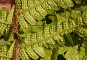 Male-Fern - Dryopteris pseudodisjuncta (Fraser-Jenk.) Fraser-Jenk.