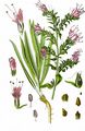 Viper's-Bugloss - Echium vulgare L.