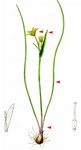 Scheiden-Gelbstern - Gagea spathacea (Hayne) Salisb. 