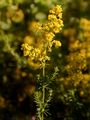 Echtes Labkraut - Galium verum L.