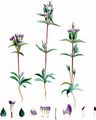 Feld-Kranzenzian - Gentianella campestris (L.) Börner