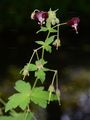 Dusky Crane's-Bill - Geranium phaeum L.