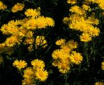 Meadow Fleabane - Inula britannica L.