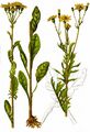 Marsh Ragwort - Jacobaea aquatica (Hill) G. Gaertn. & al.